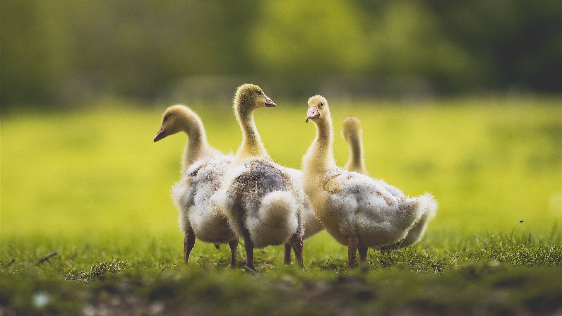 篮球专项技能训练中的技术细节分析，篮球专项技能训练中的技术细节分析怎么写