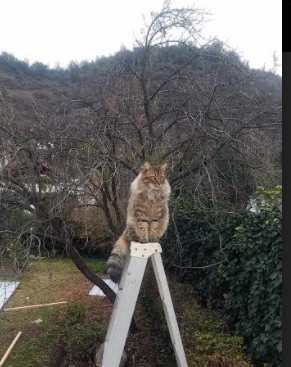 开云网站-希腊女篮在欧洲锦标赛中再创佳绩，传统强队不容忽视，希腊男篮欧锦赛