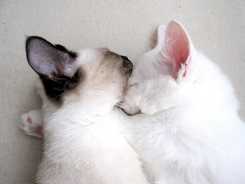 开云·体育官网APP下载-拉文三分连续命中公牛打出得分高潮，nba_拉文34分 公牛击败活塞