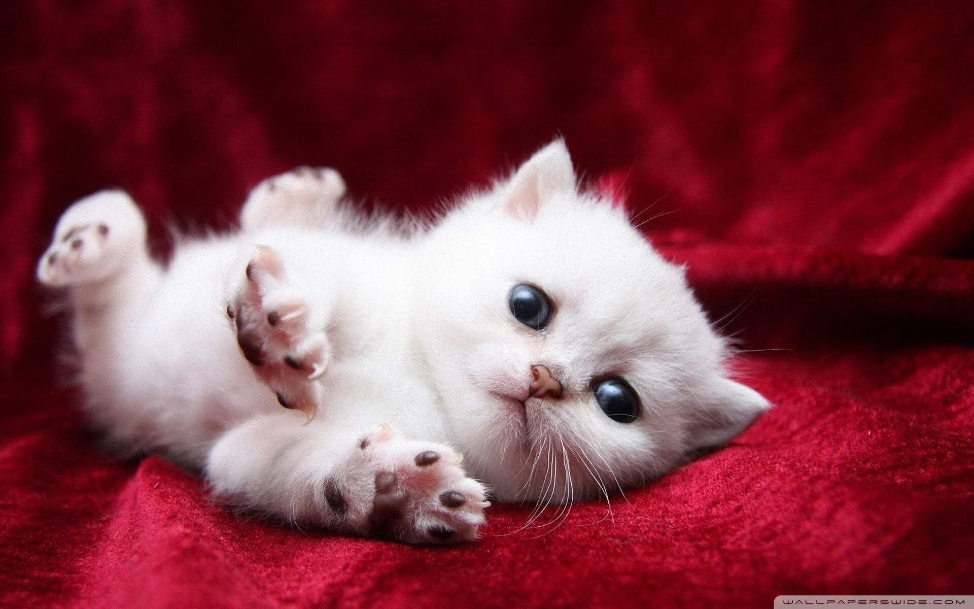 KAIYUN 中国大陆-队员训练投入度高个人技术水平和战术意识同步进步，队员对待训练的态度