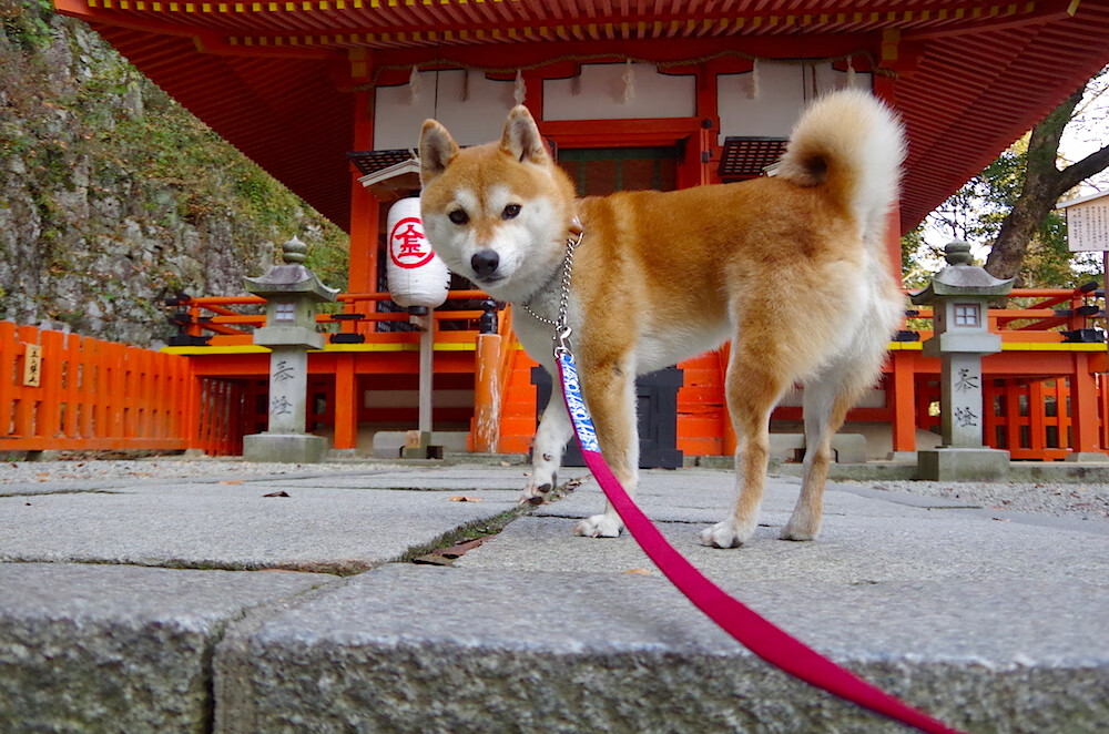 中国足球队员私生活与公众形象管理之间的平衡,中国足球球员现状